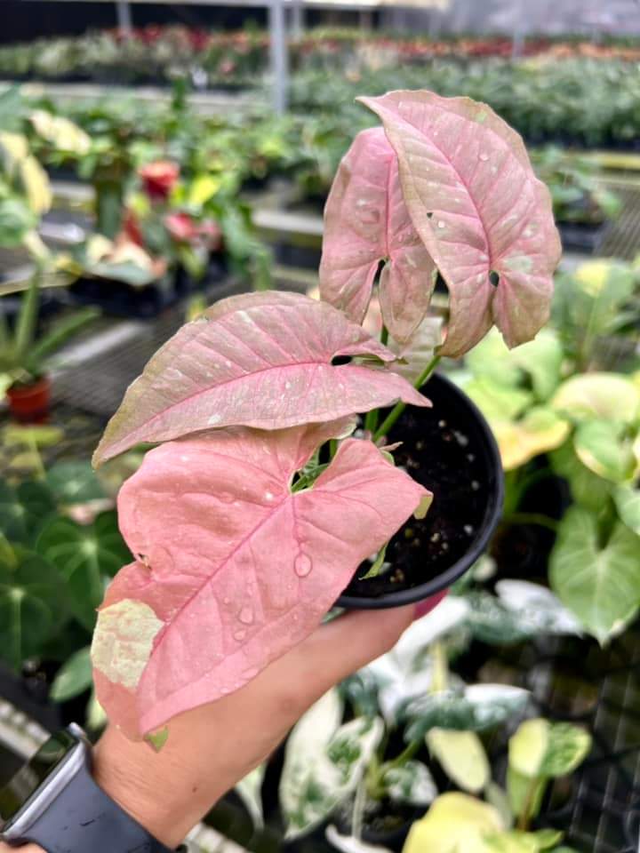 Syngonium Pink Caviar "4