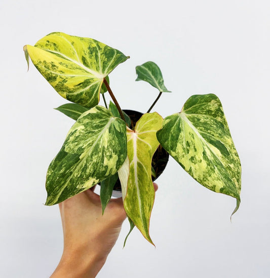 Philodendron Gloriosum Variegado "4