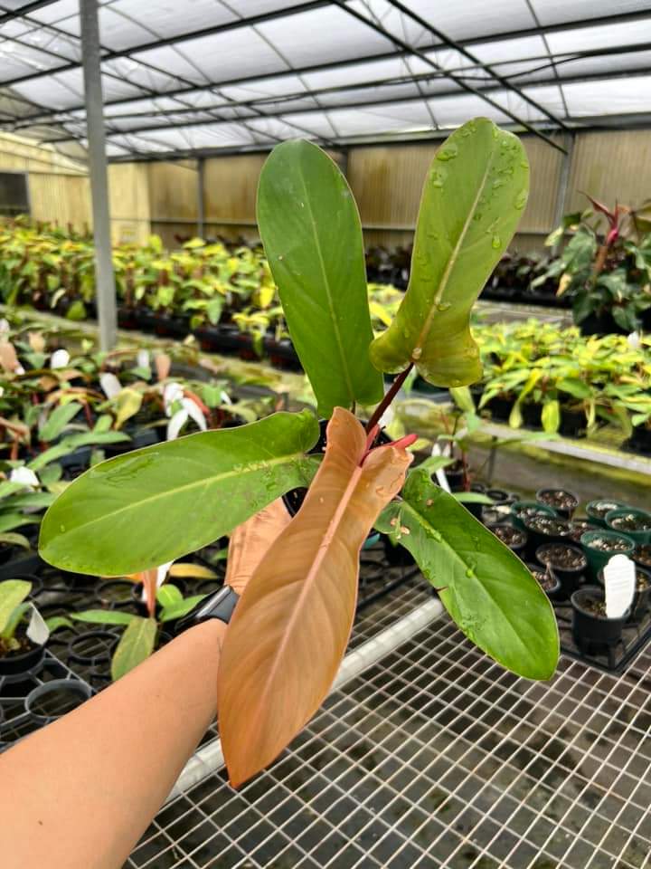 Philodendron Florida Bronce "5