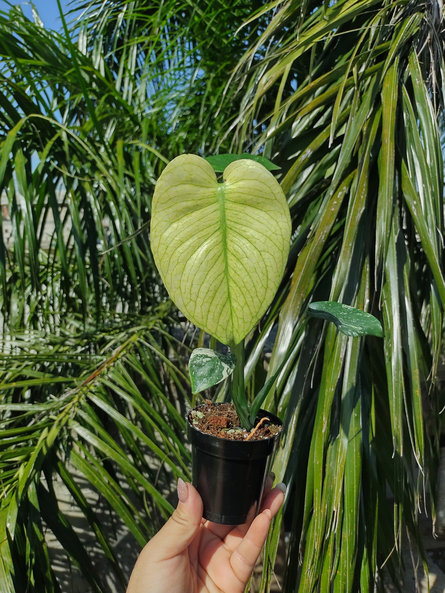 Monstera Deliciosa White Monster Mint "4
