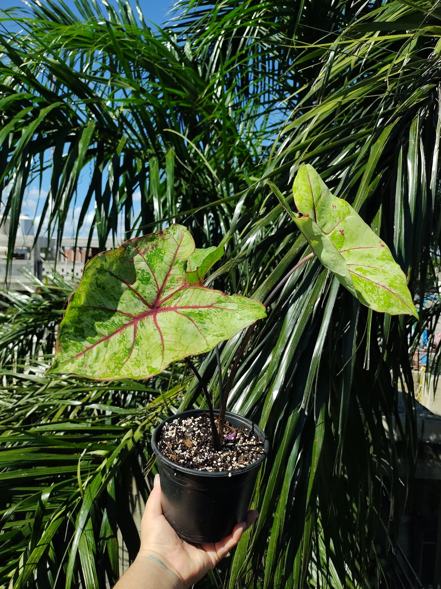 Caladium Autumn Beauty "5