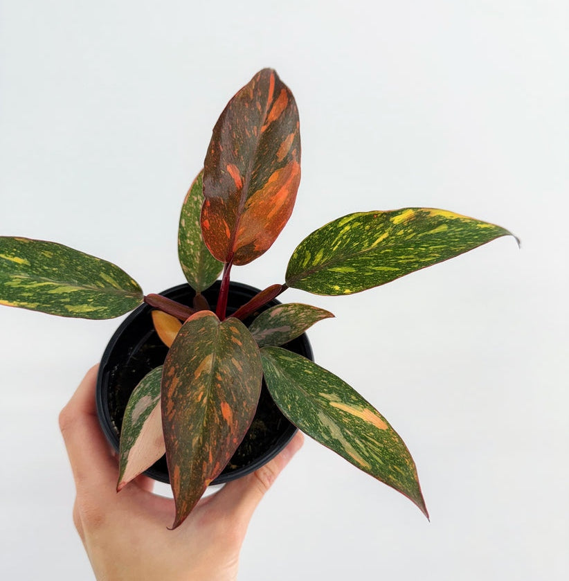 Philodendron Orange Princess "4