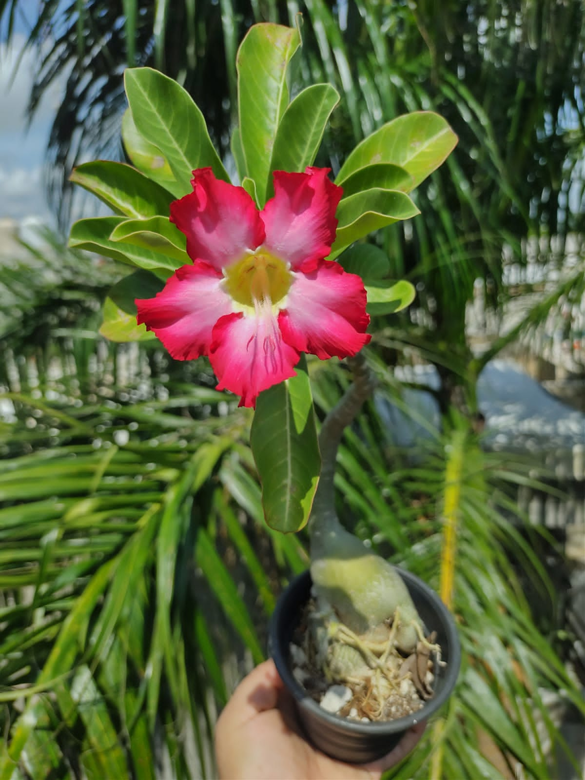 Adenium Flor fiusha y rosa