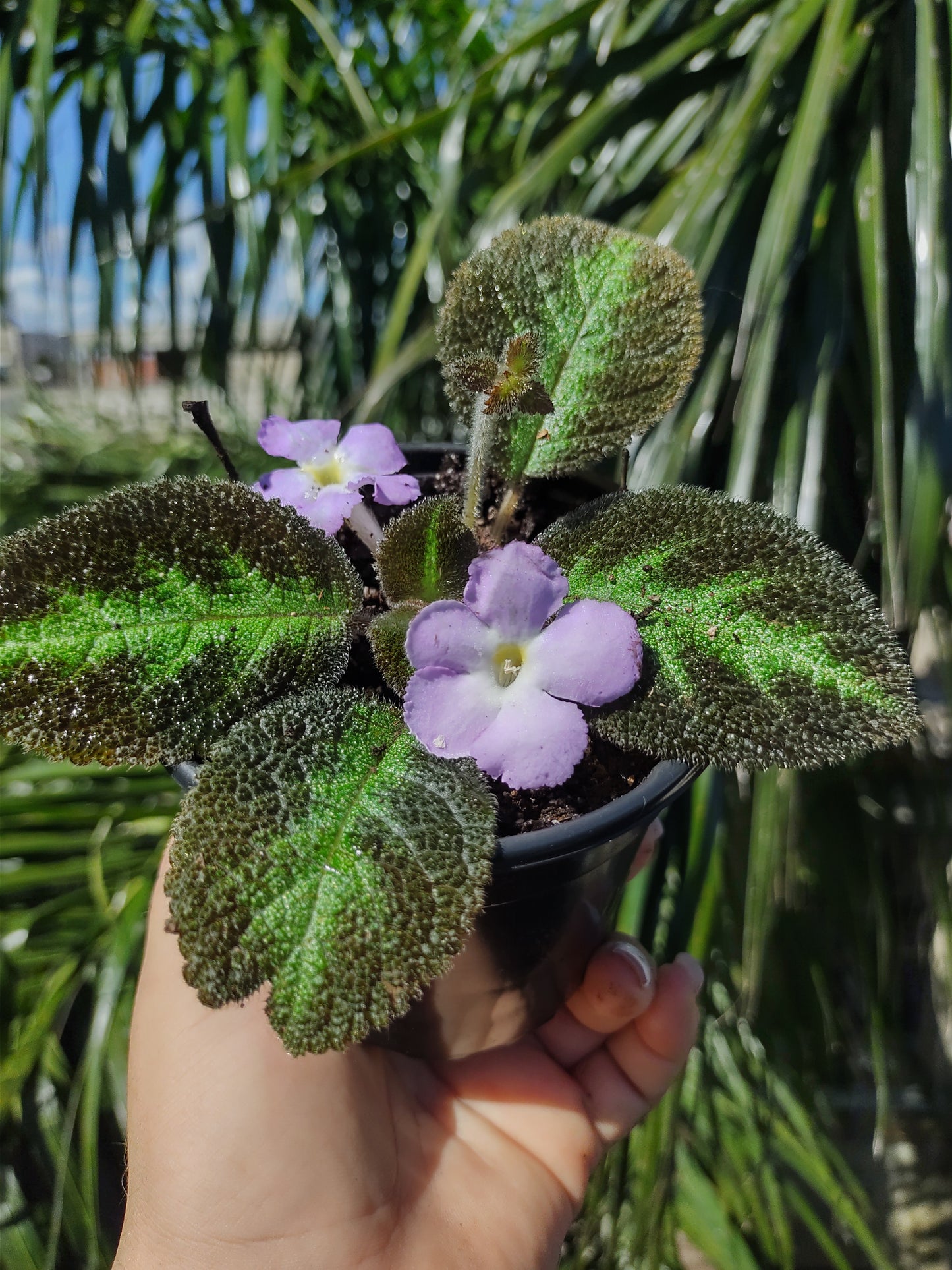 Episcia Blue Nile "4