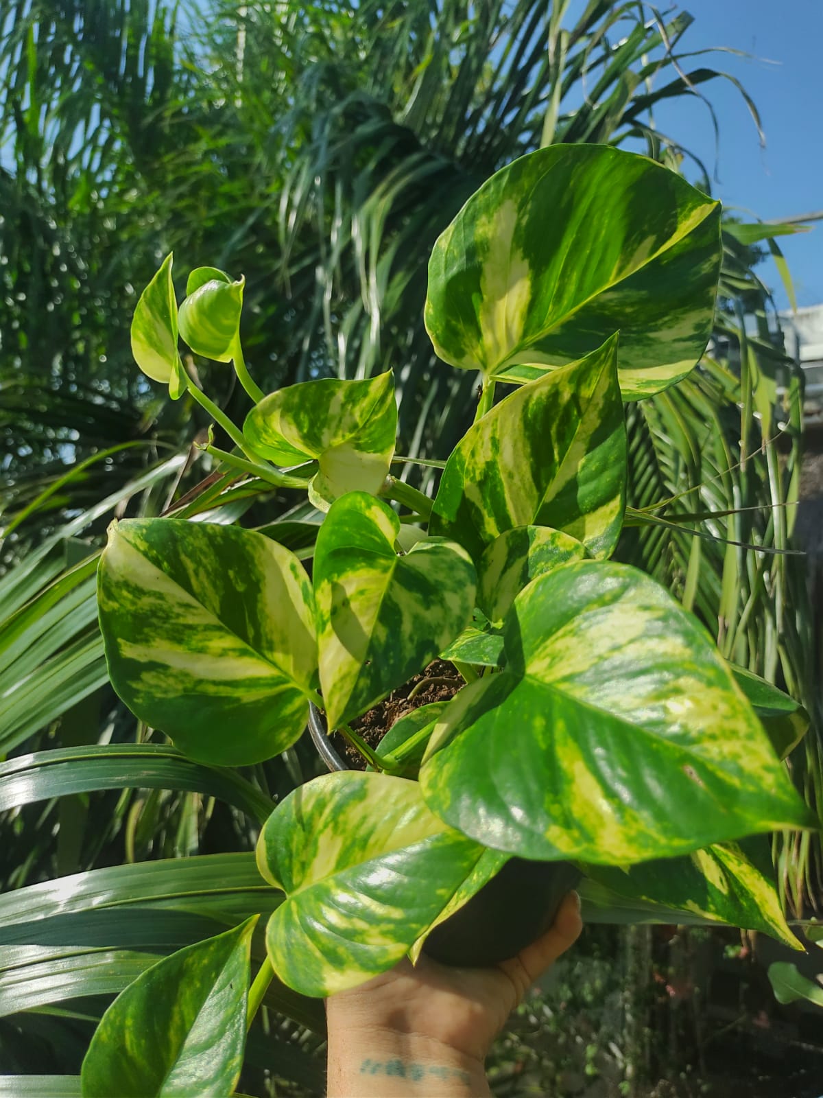 Pothos Hawaiian | Epipremnum Aureum Hawaiian "5