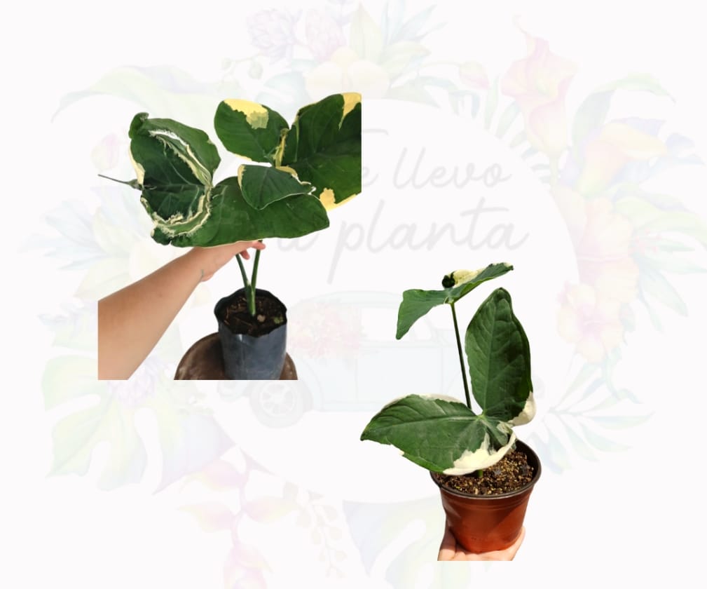 Xanthosoma Atrovirens Variegado “6