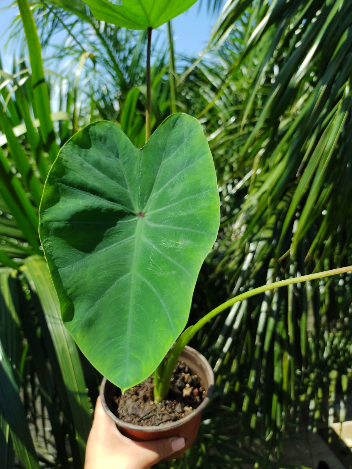 Colocasia Verde / Taro Verde #6