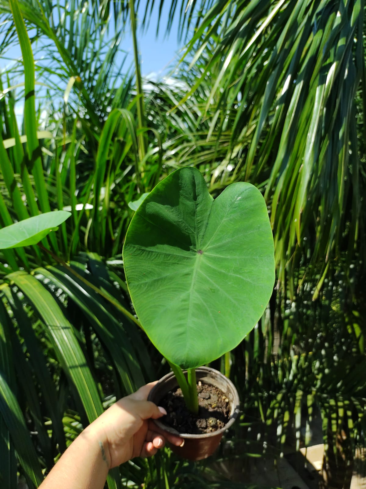 Colocasia Verde / Taro Verde #6