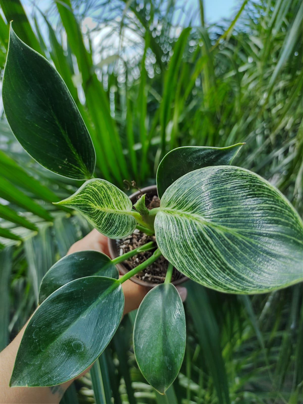 Philodendron birkins #4