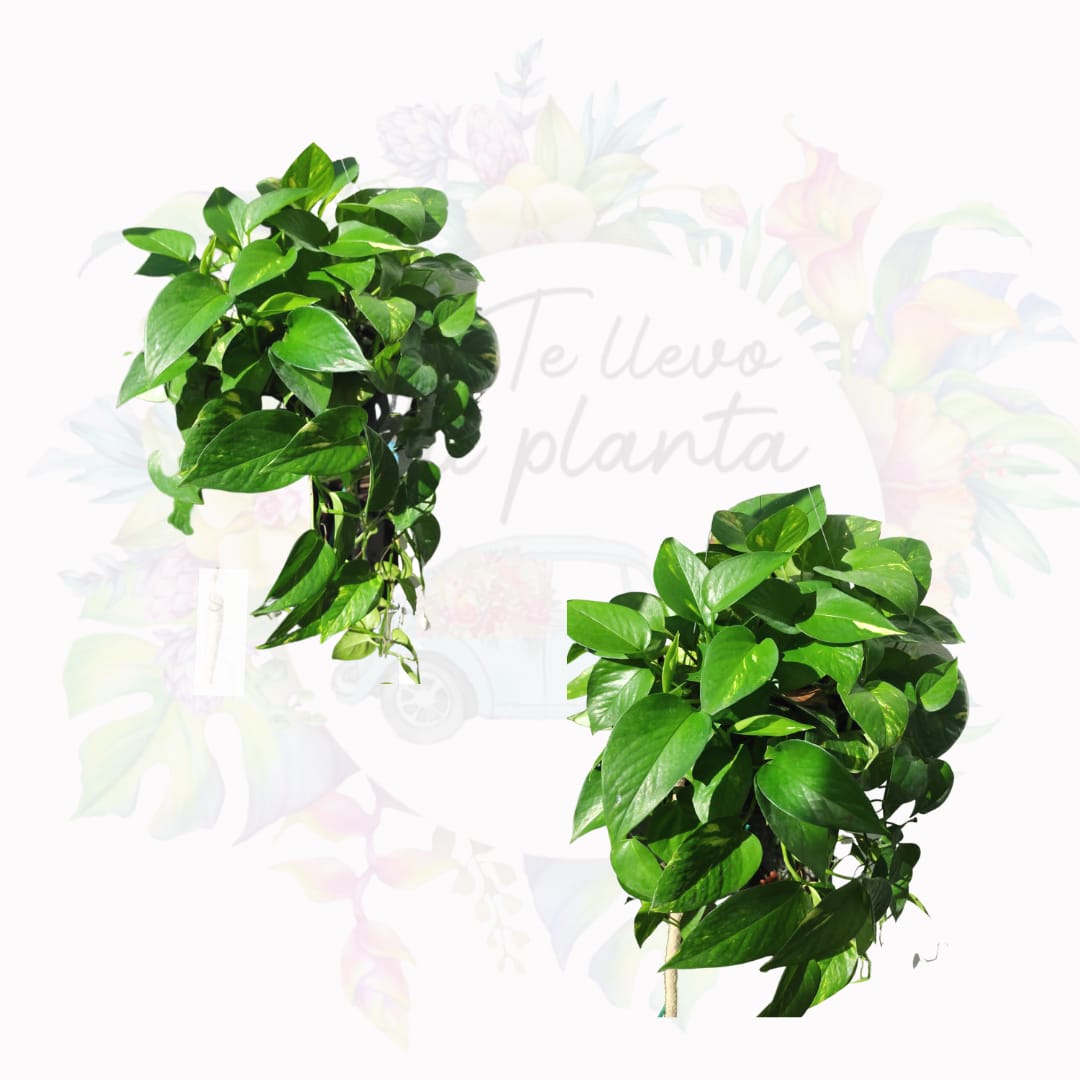 Epipremnum Aureum Golden #10 (Pothos Golden)