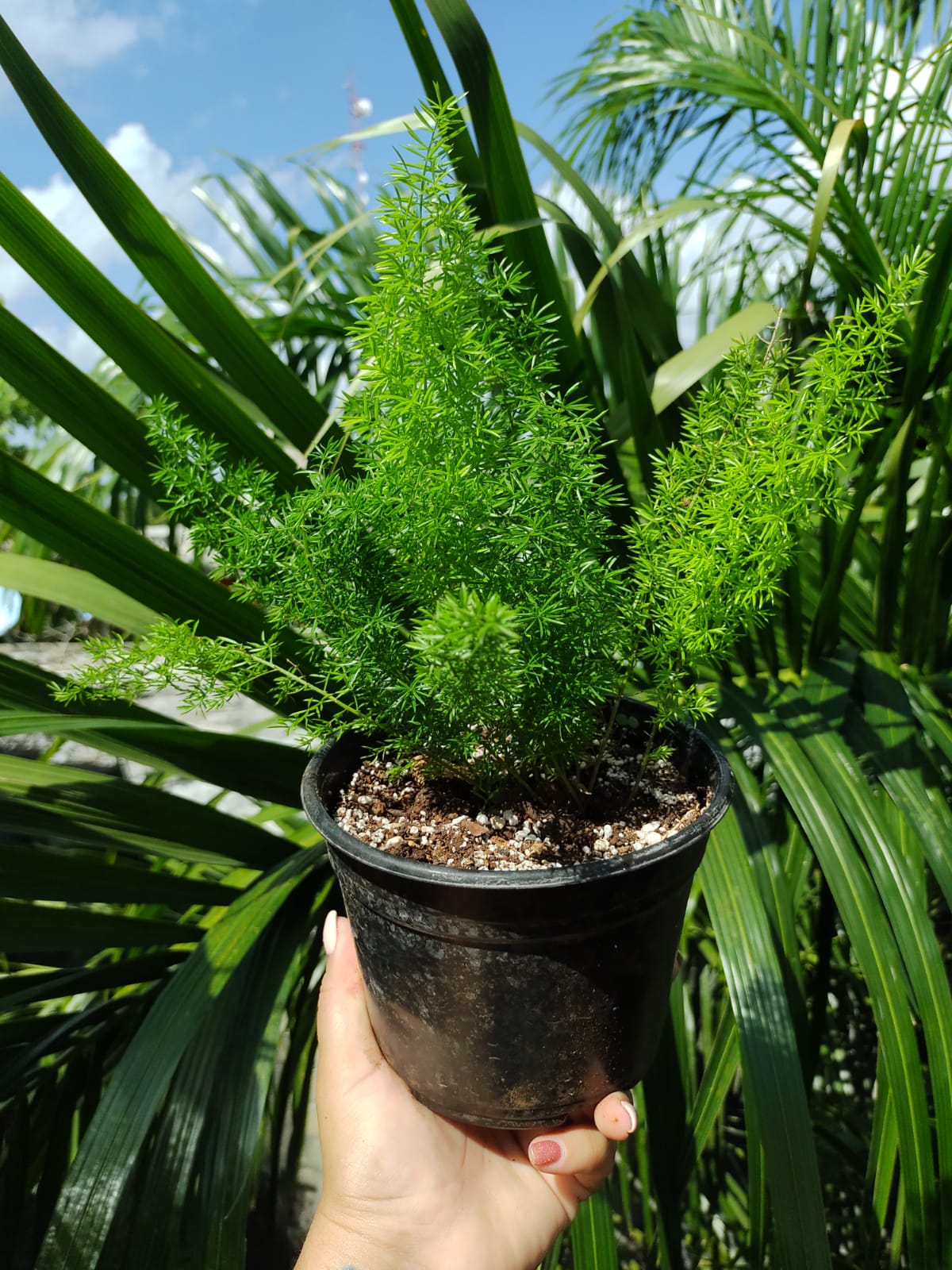 Helecho Asparagus densiflorus "6 (Helecho cola de zorro)