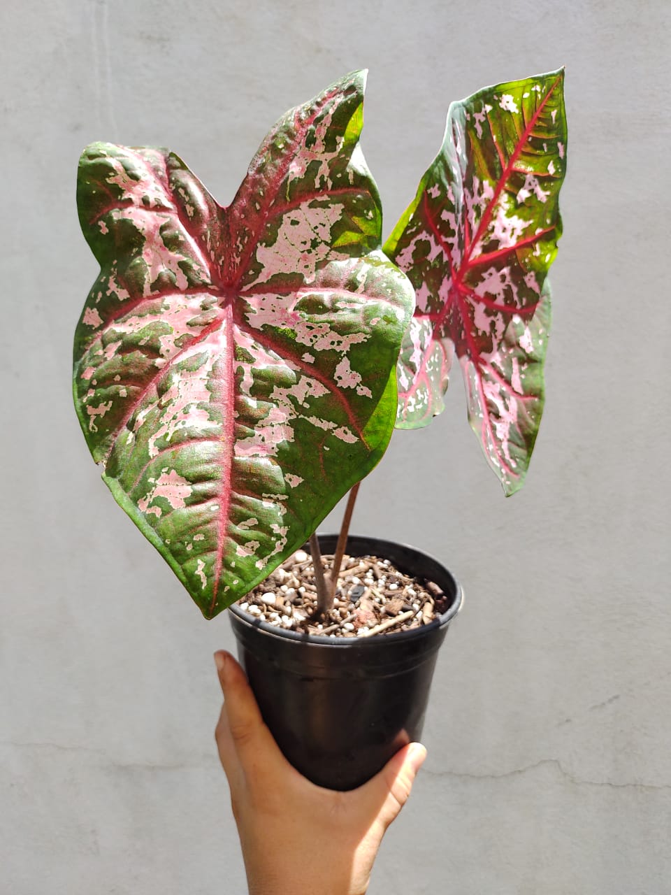 Caladium Caroline Whorthon #5