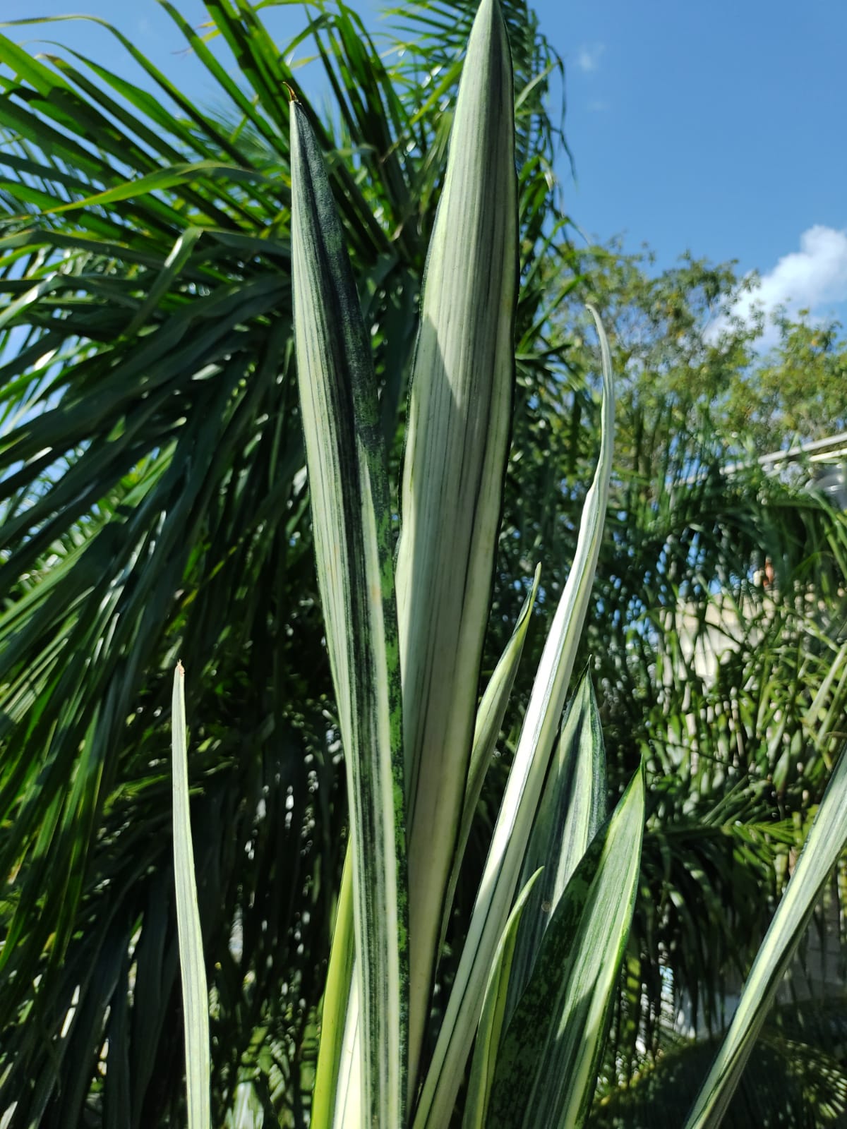 Sansevieria Blantel Sensation #6