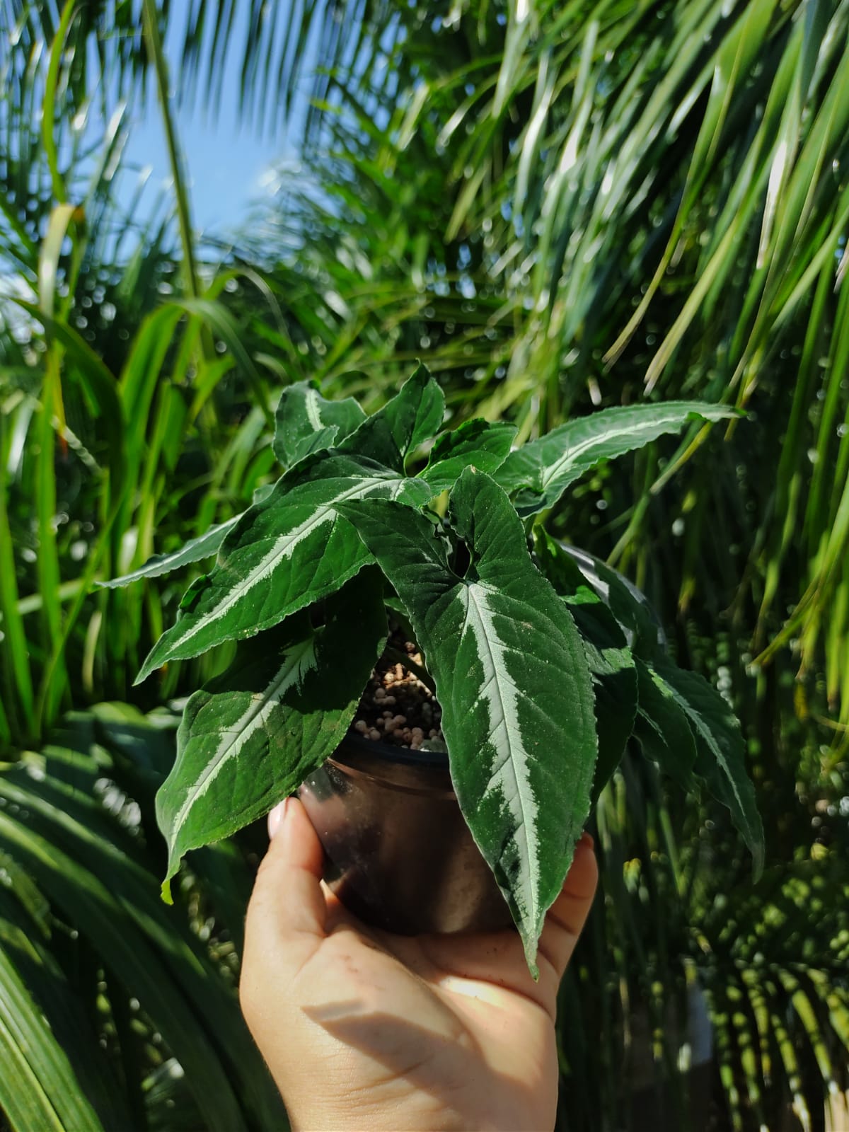 Syngonium Wendlandii #5