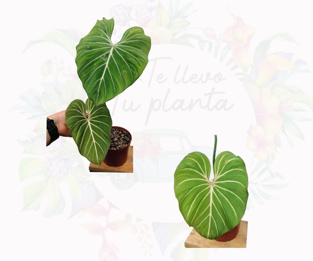 Philodendron Gloriosum maceta “6
