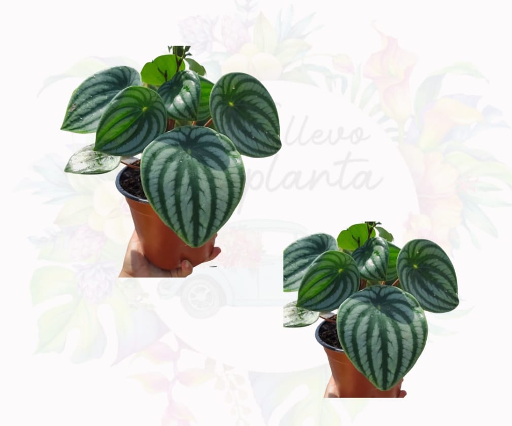 Peperomia Agryreia XL #6