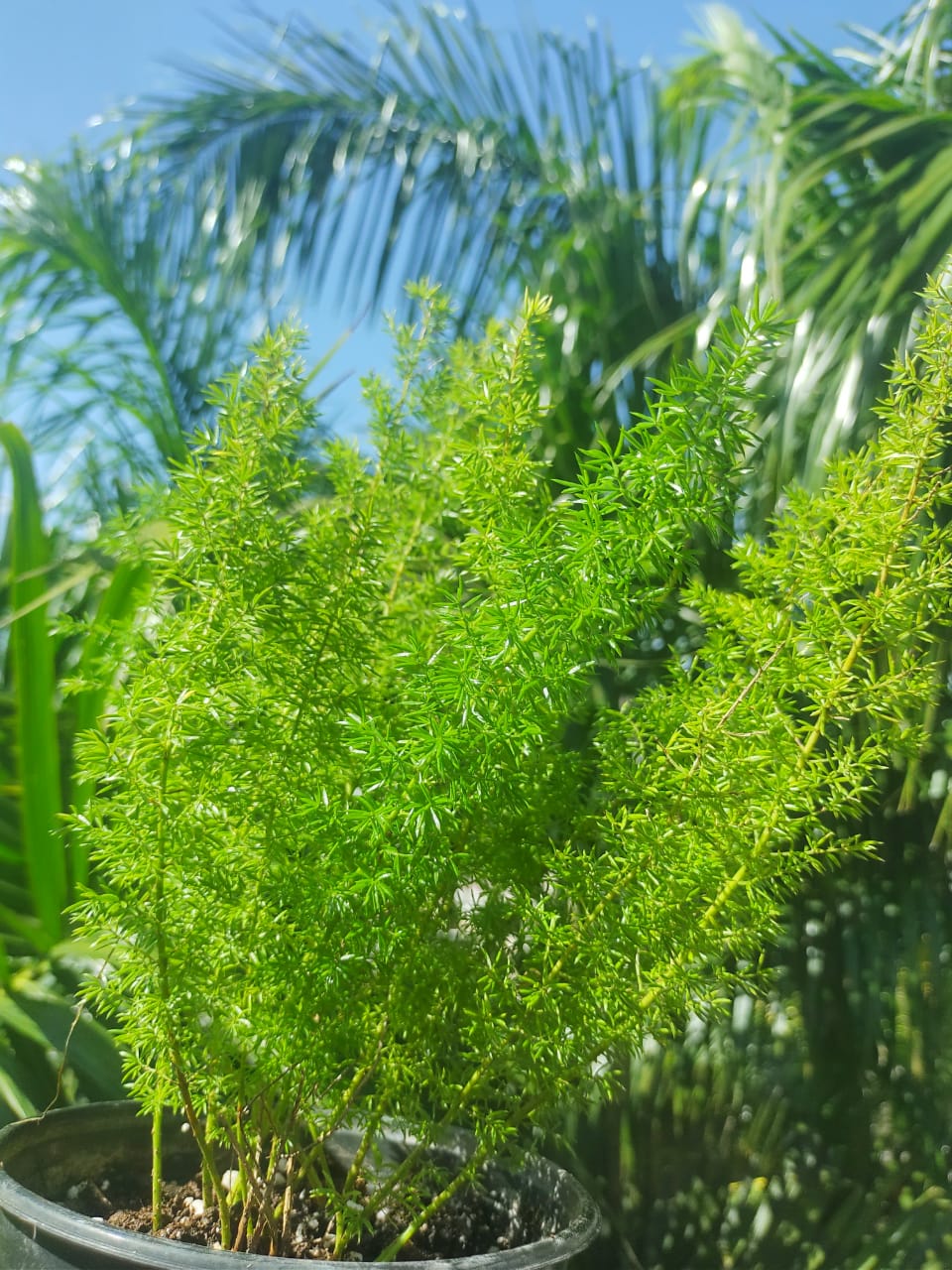 Helecho Asparagus densiflorus "6 (Helecho cola de zorro)