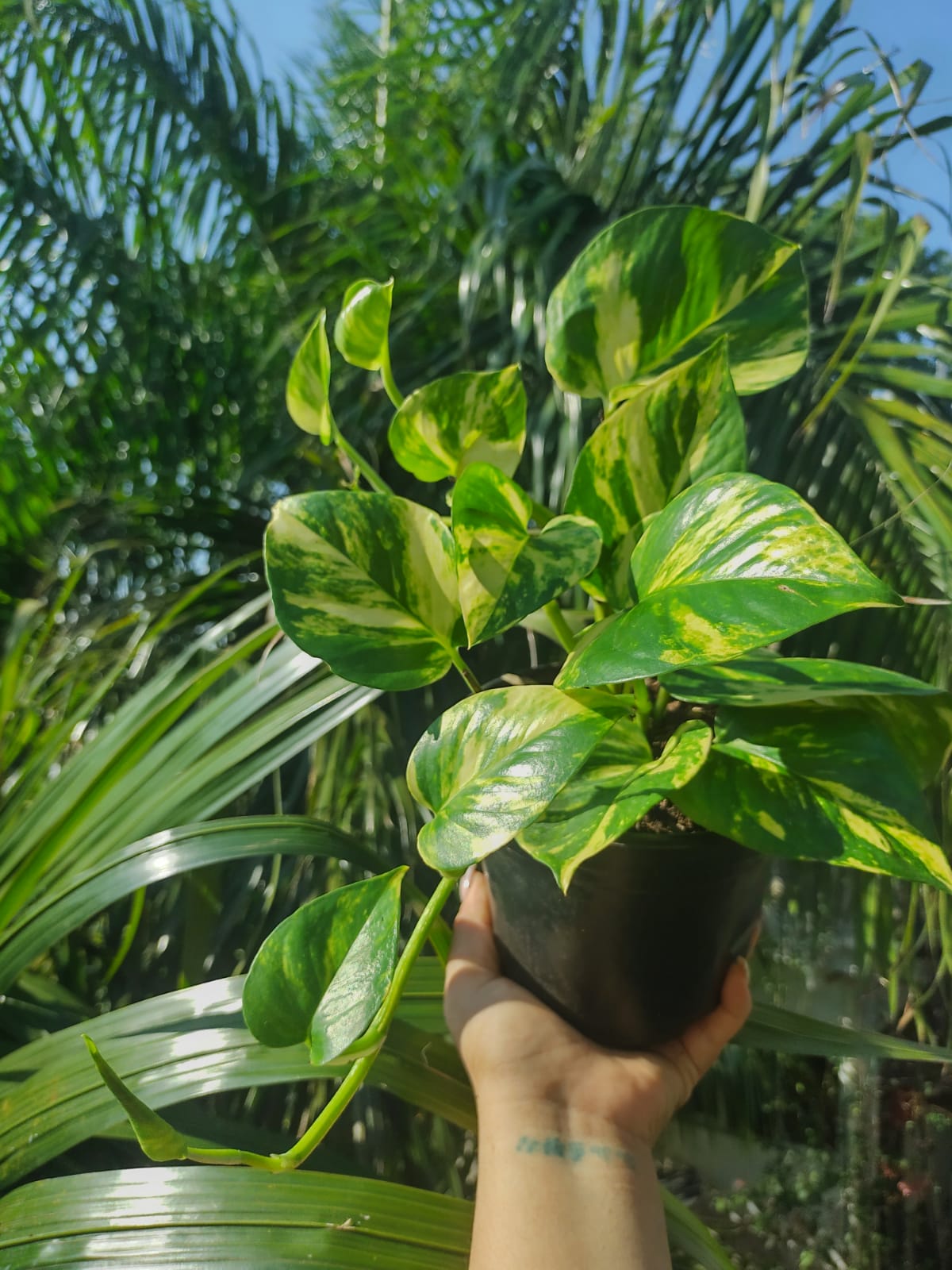 Pothos Hawaiian | Epipremnum Aureum Hawaiian "5