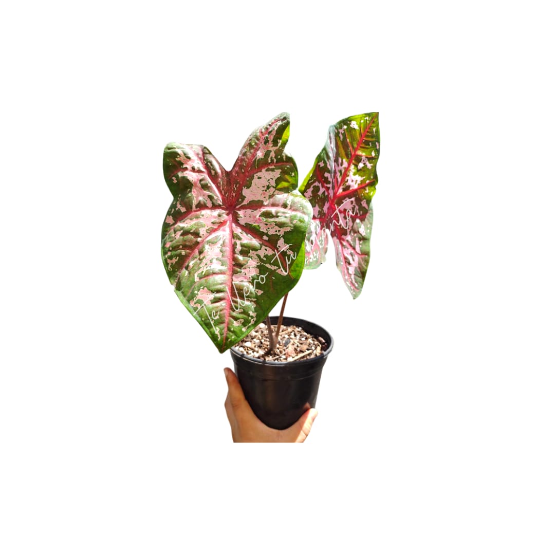 Caladium Caroline Whorthon #5