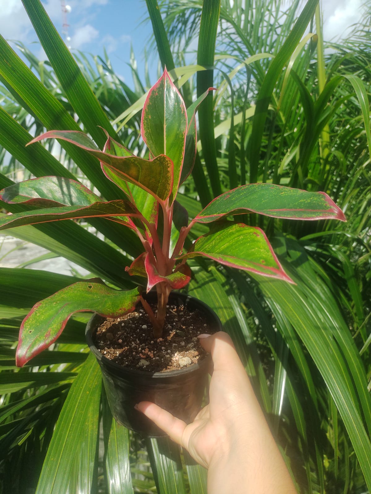 Aglaonema Aurora Siam #6