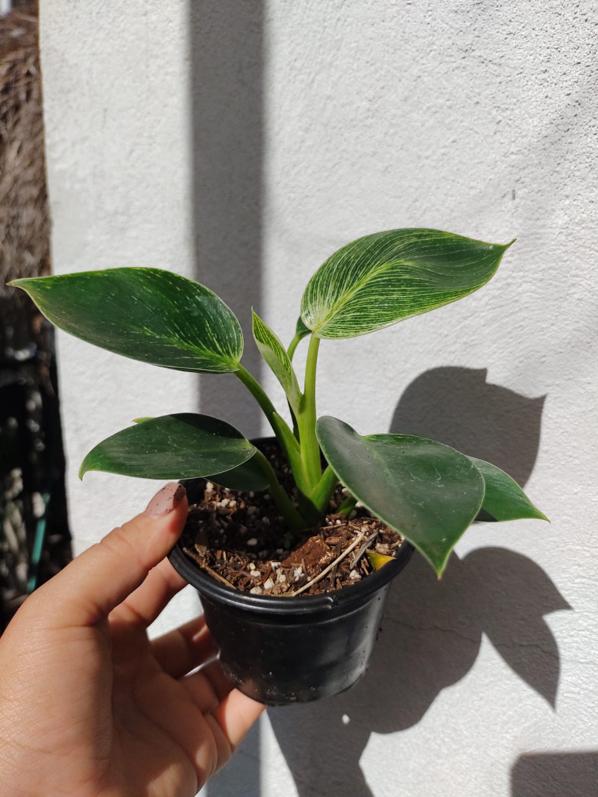 Philodendron birkins #4