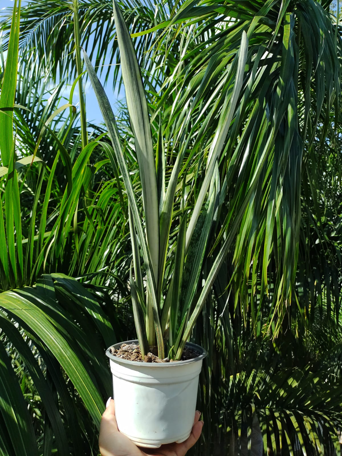 Sansevieria Blantel Sensation #6