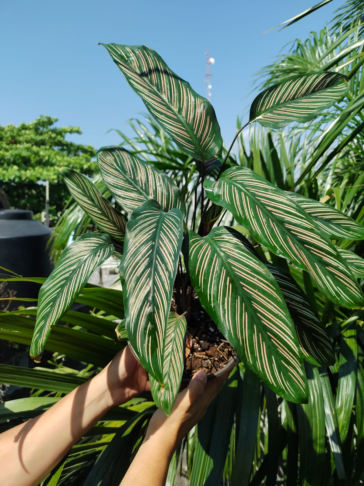 Calathea White Star #6