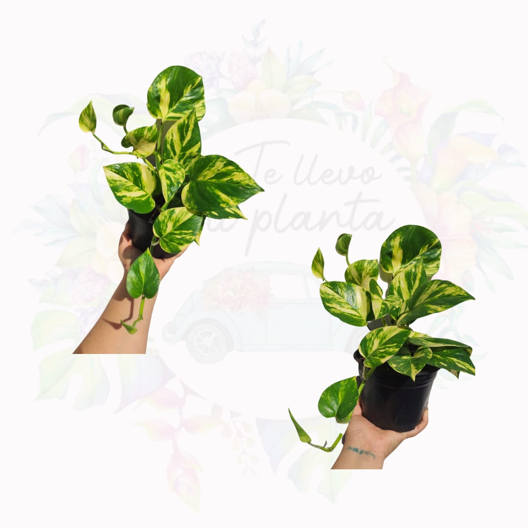 Pothos Hawaiian | Epipremnum Aureum Hawaiian "5