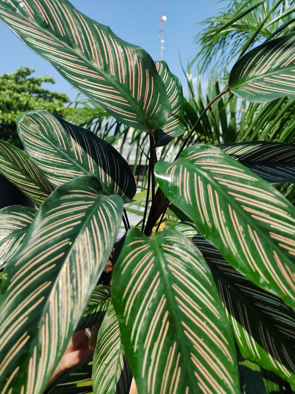 Calathea White Star #6