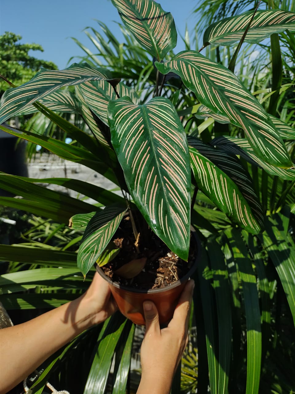 Calathea White Star #6