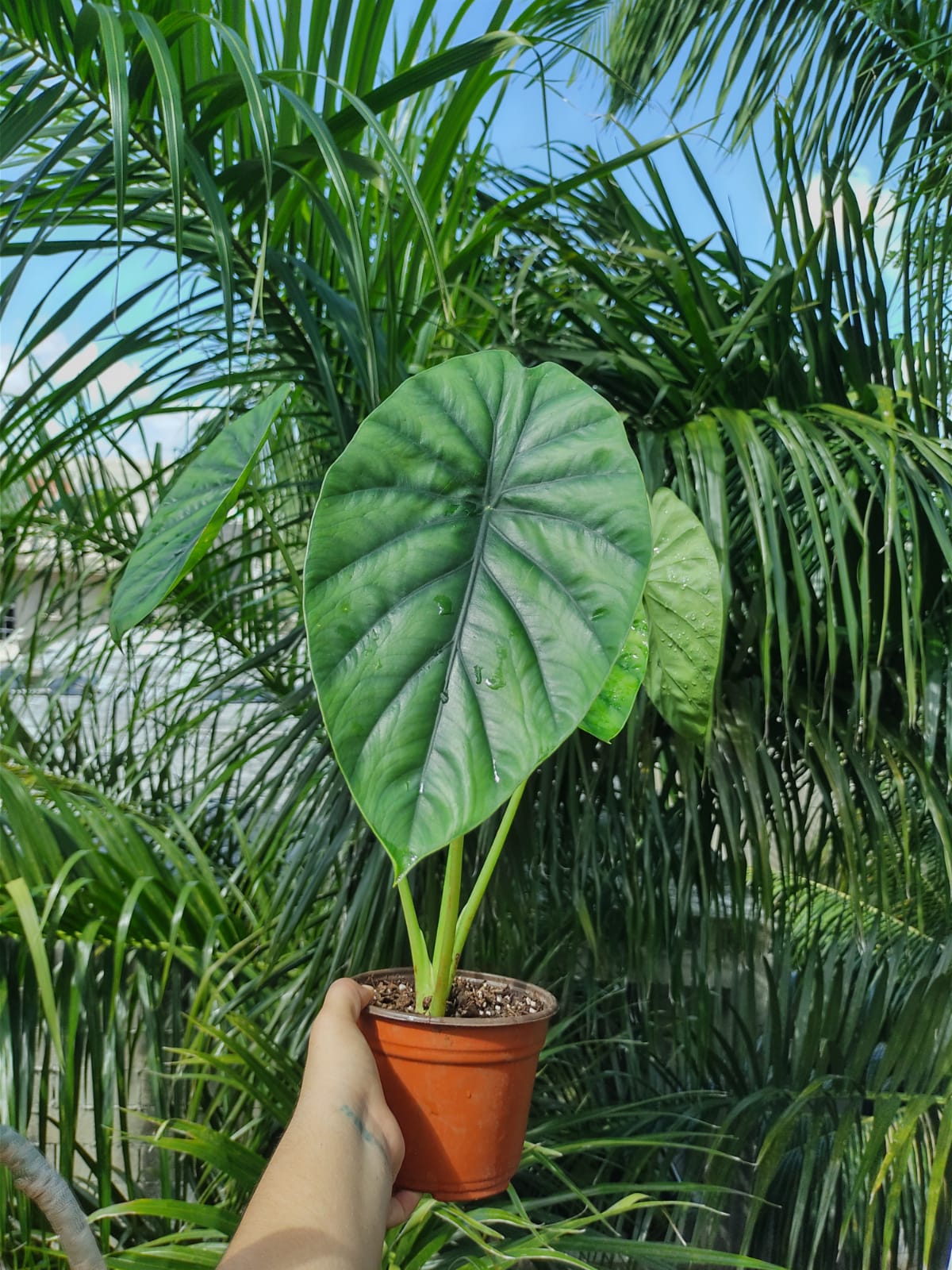 Alocasia Clypeloata "Green Shield"#6