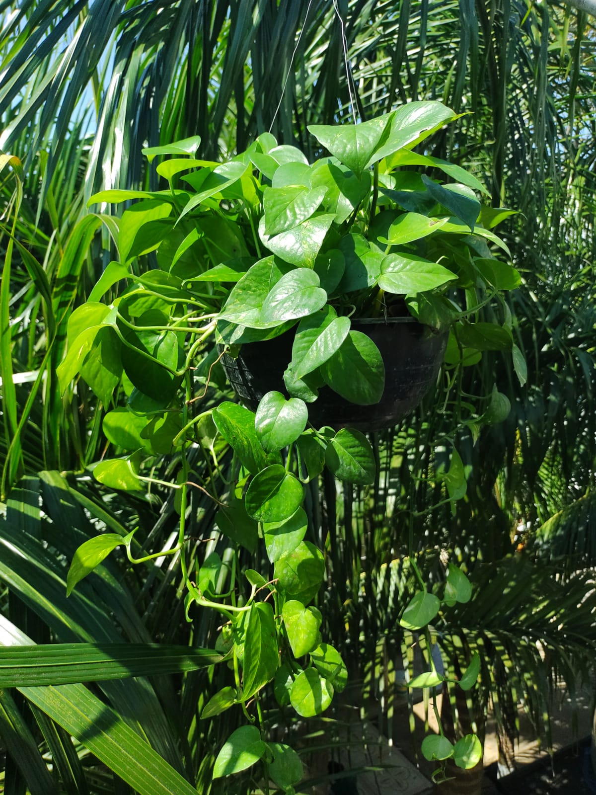 Epipremnum Aureum Golden #10 (Pothos Golden)