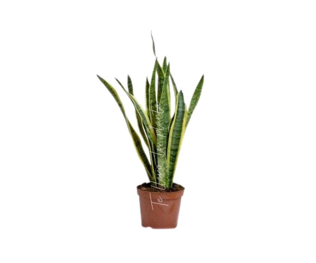 Sansevieria Laurentii  #7