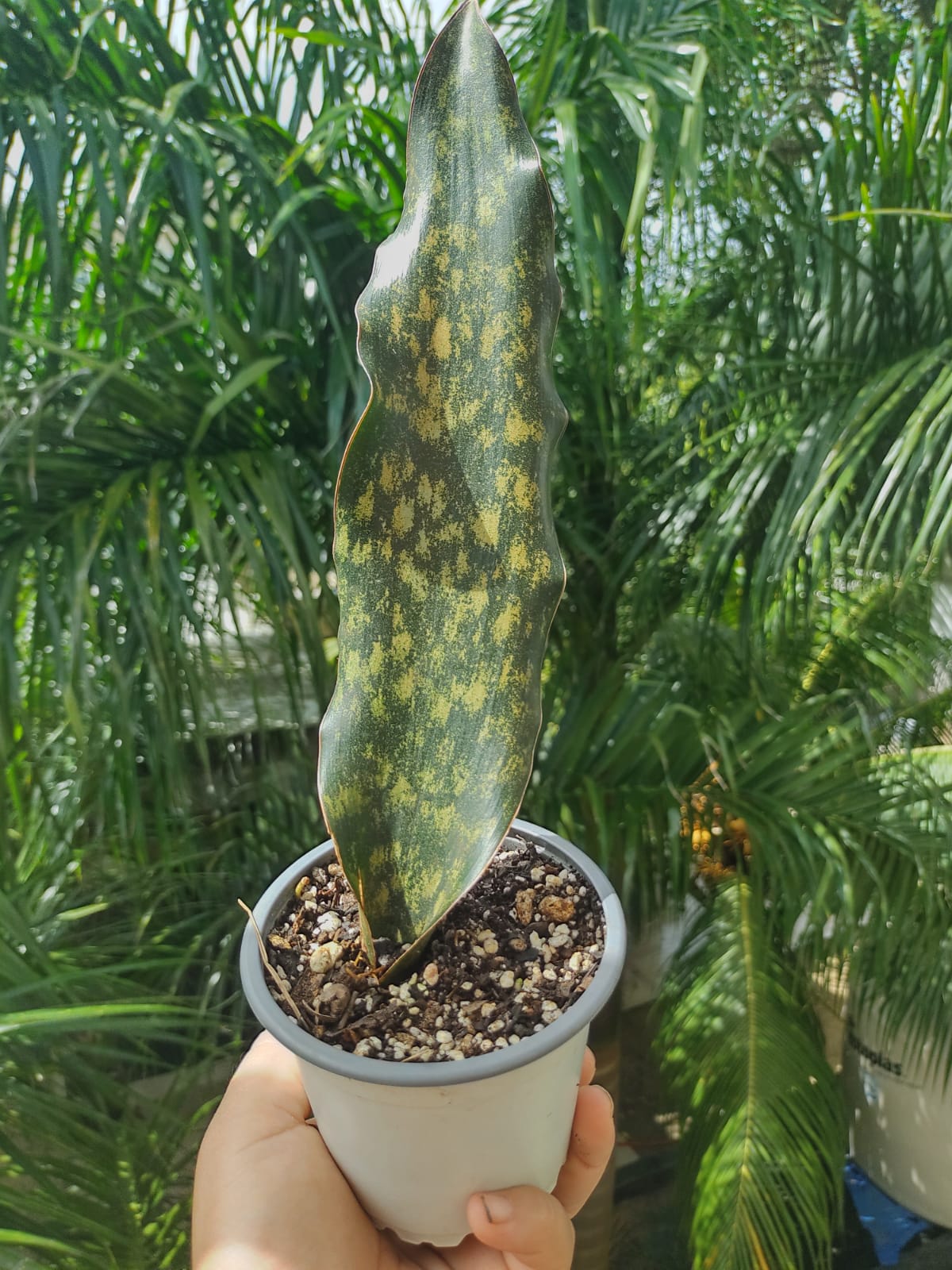 Sansevieria Kirkii #4