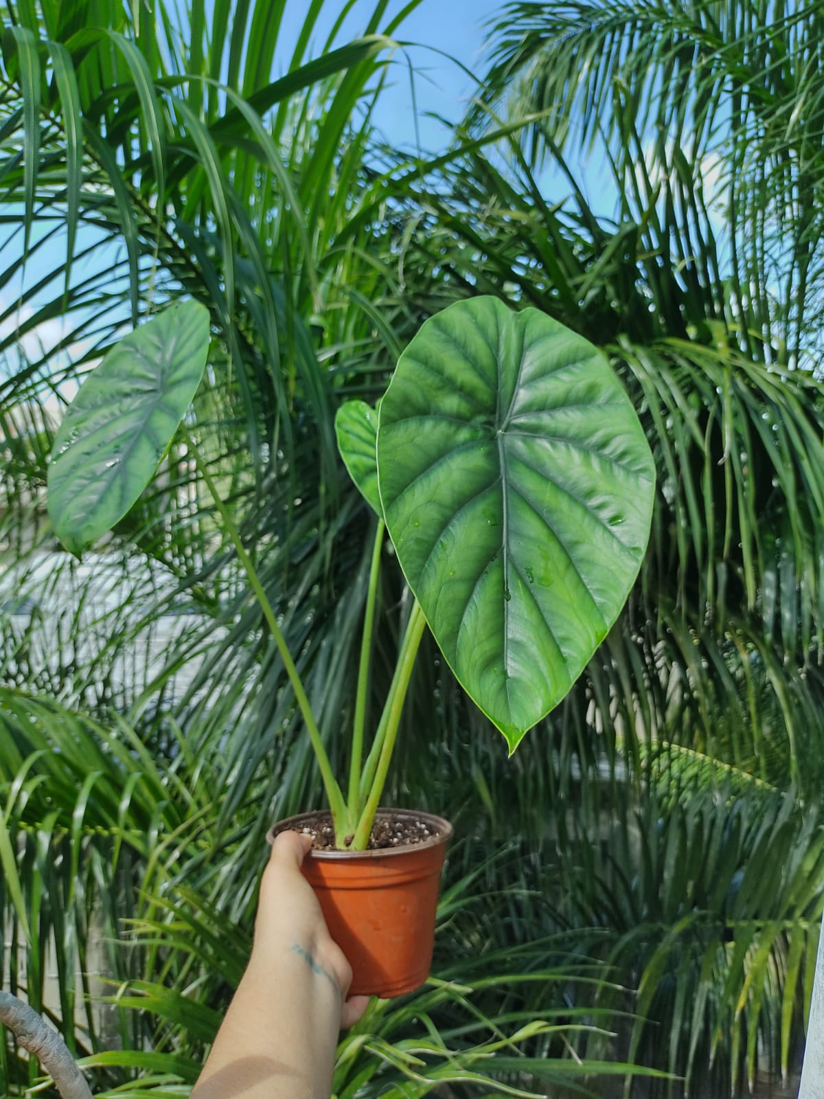 Alocasia Clypeloata "Green Shield"#6