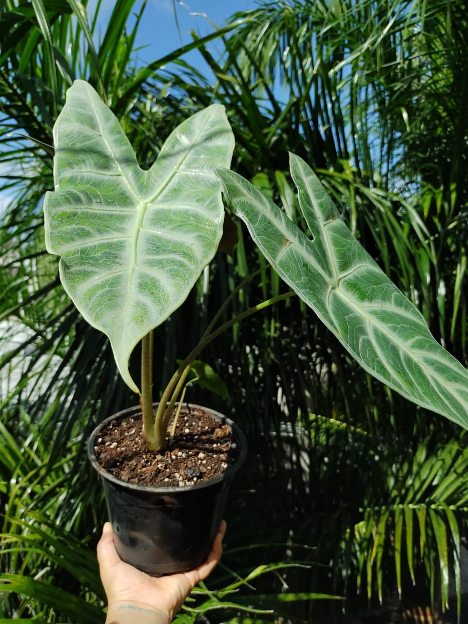 Alocasia Longiloba Silver #6