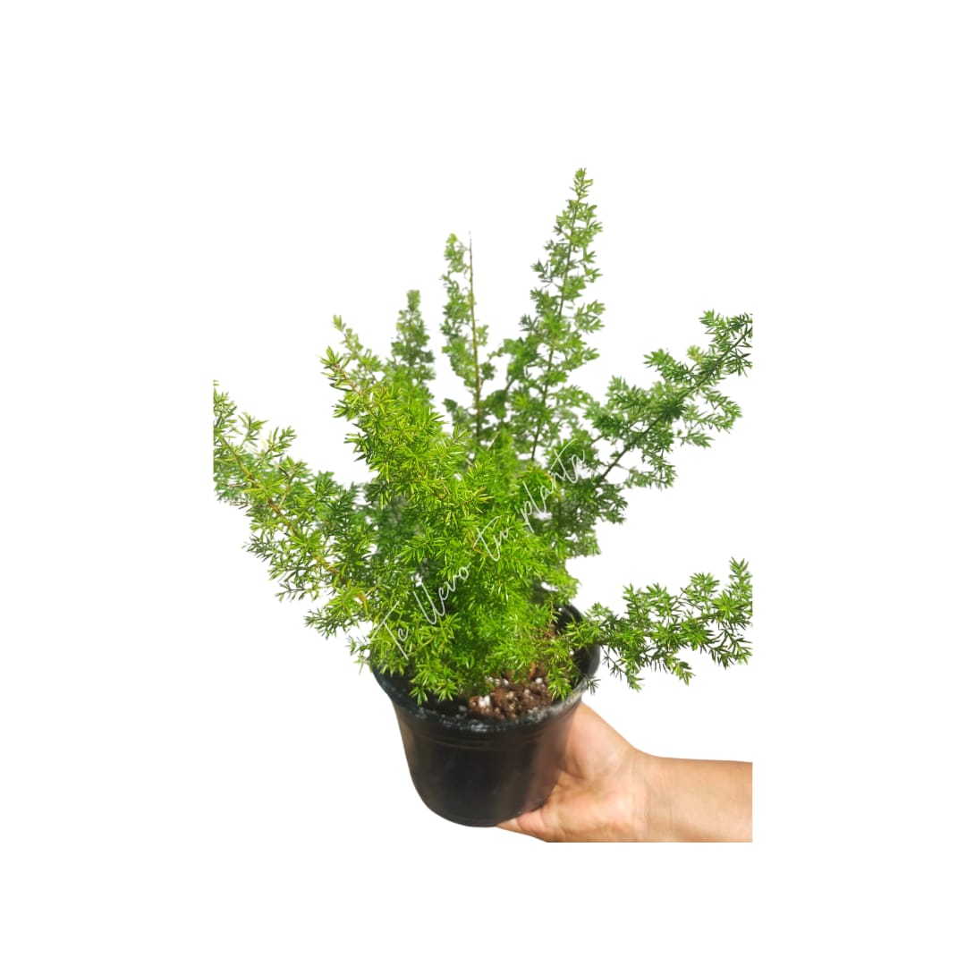 Helecho Asparagus densiflorus "6 (Helecho cola de zorro)