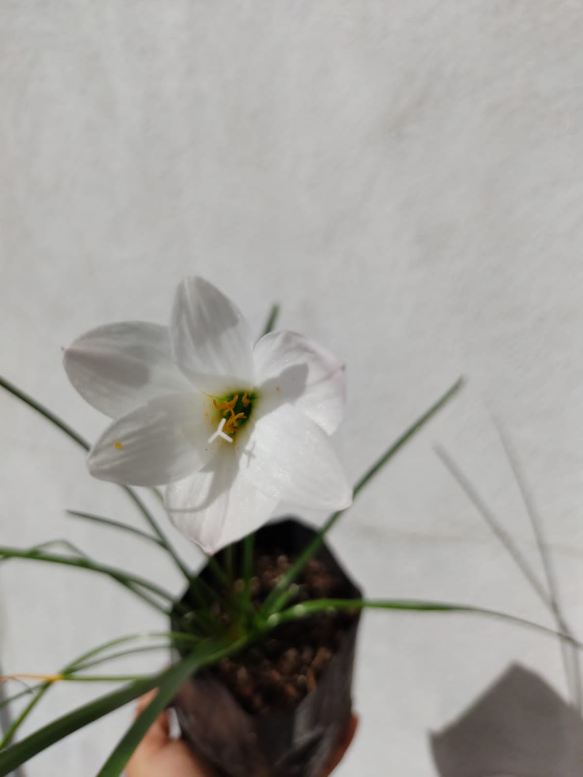 Zephyranthes Insularum