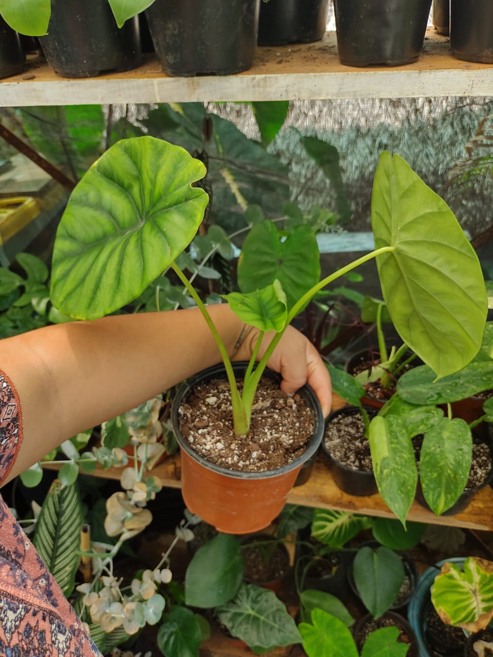 Alocasia Clypeloata "Green Shield"#6