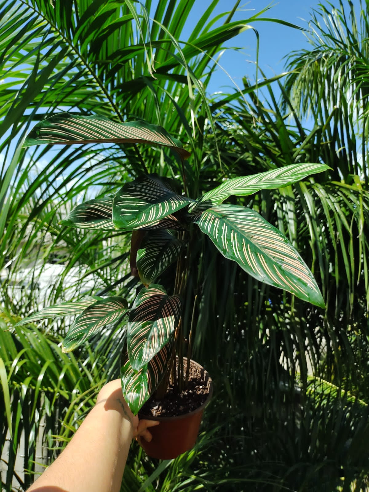 Calathea White Star “6