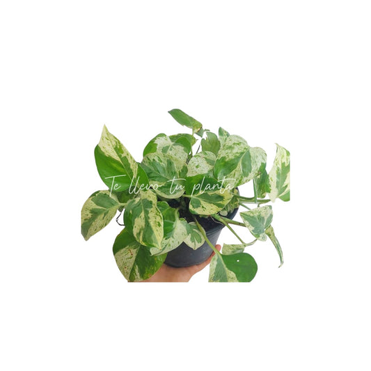 Epipremnum Aureum Pearls & Jade #5 (Pothos pearls & jade)