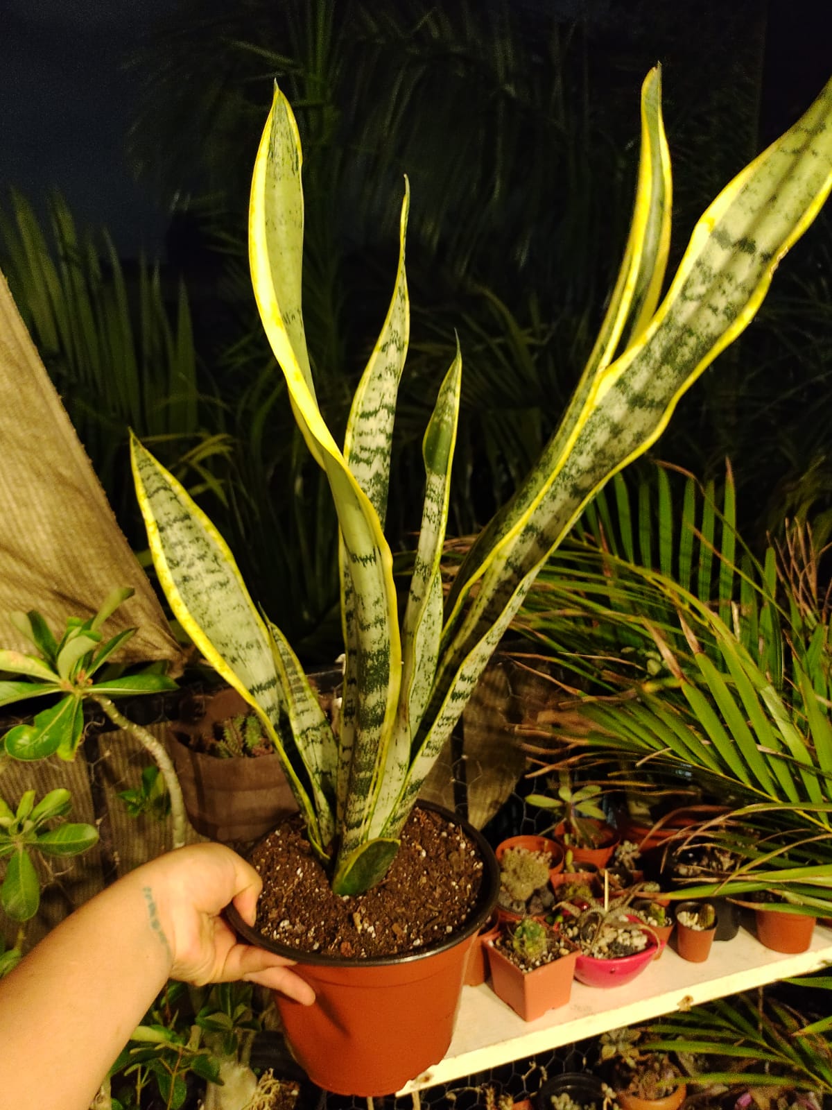 Sansevieria Laurentii  #7