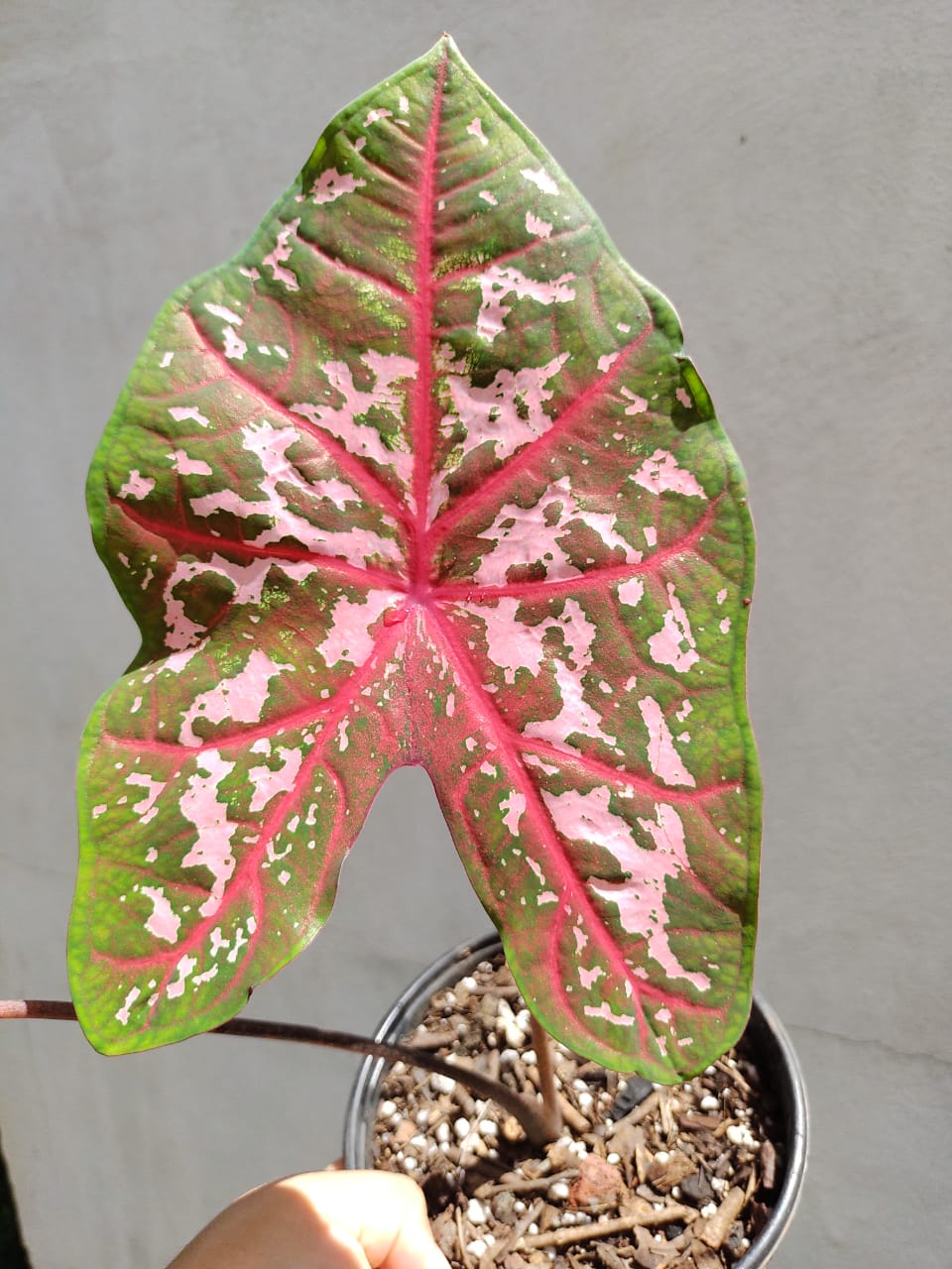 Caladium Caroline Whorthon #5