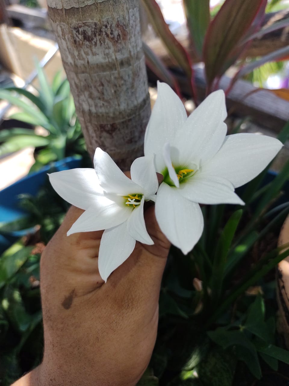 Zephyranthes Insularum