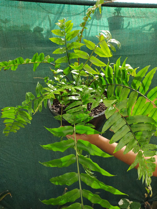 Helecho Macho Doryopteris Affinis "10