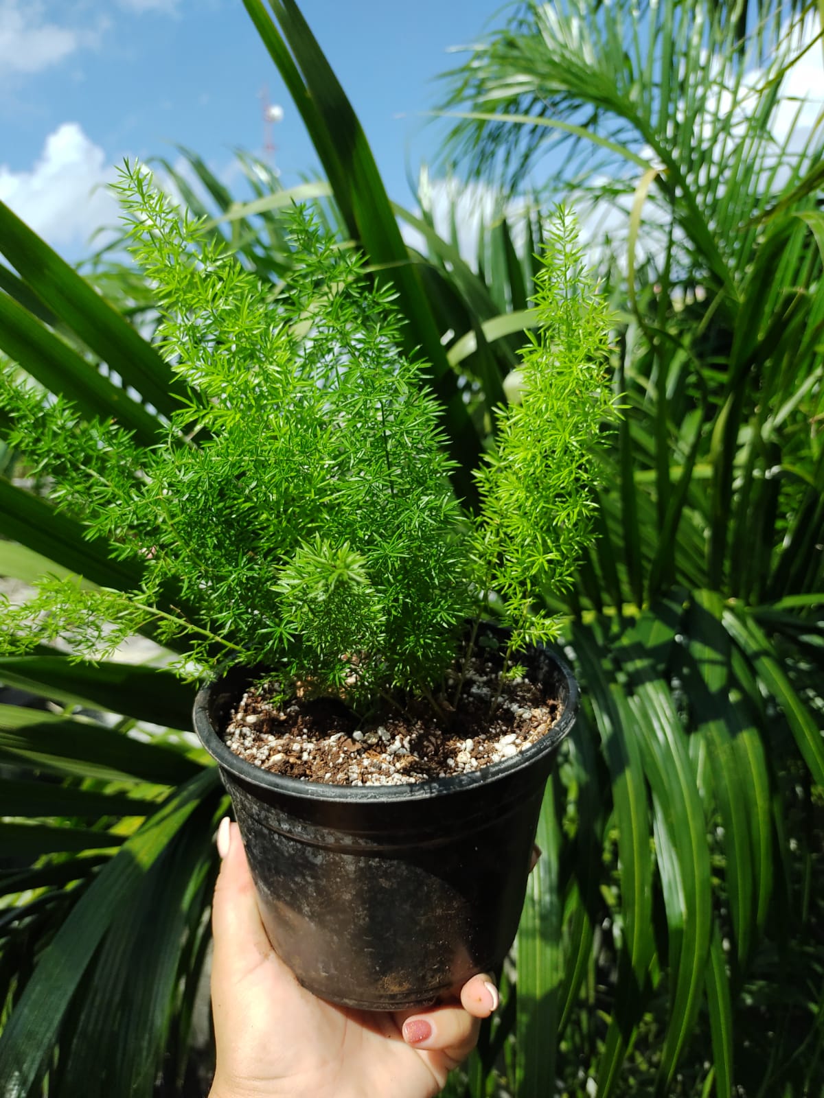 Helecho Asparagus densiflorus "6 (Helecho cola de zorro)