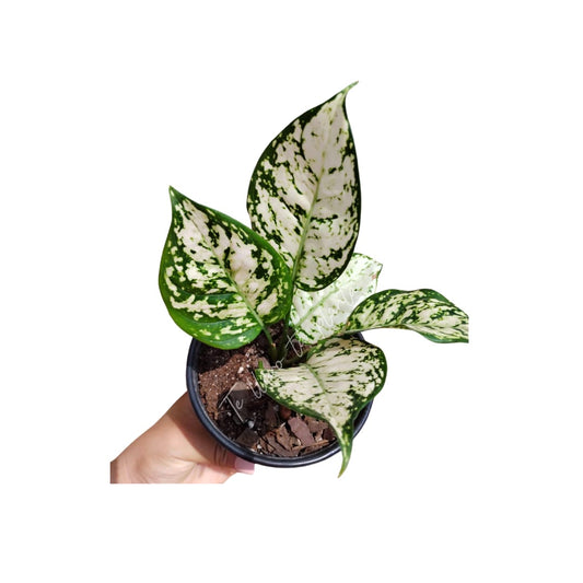 Aglaonema Super White "5