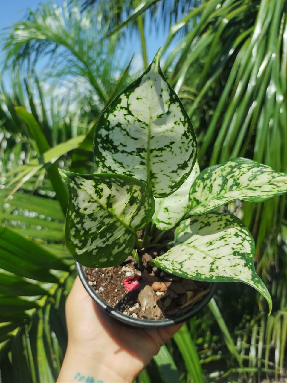 Aglaonema Super White "5