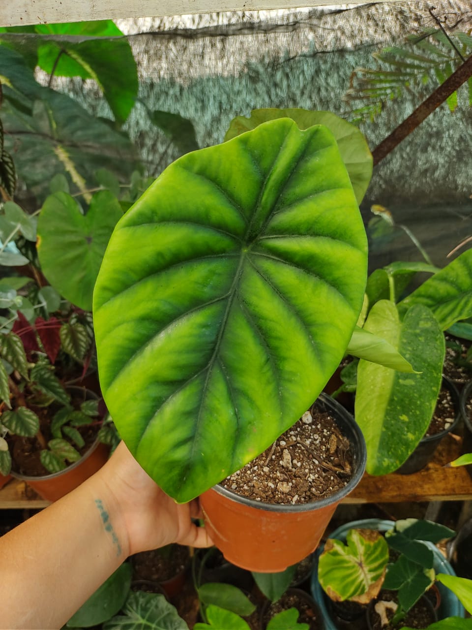 Alocasia Clypeloata "Green Shield"#6