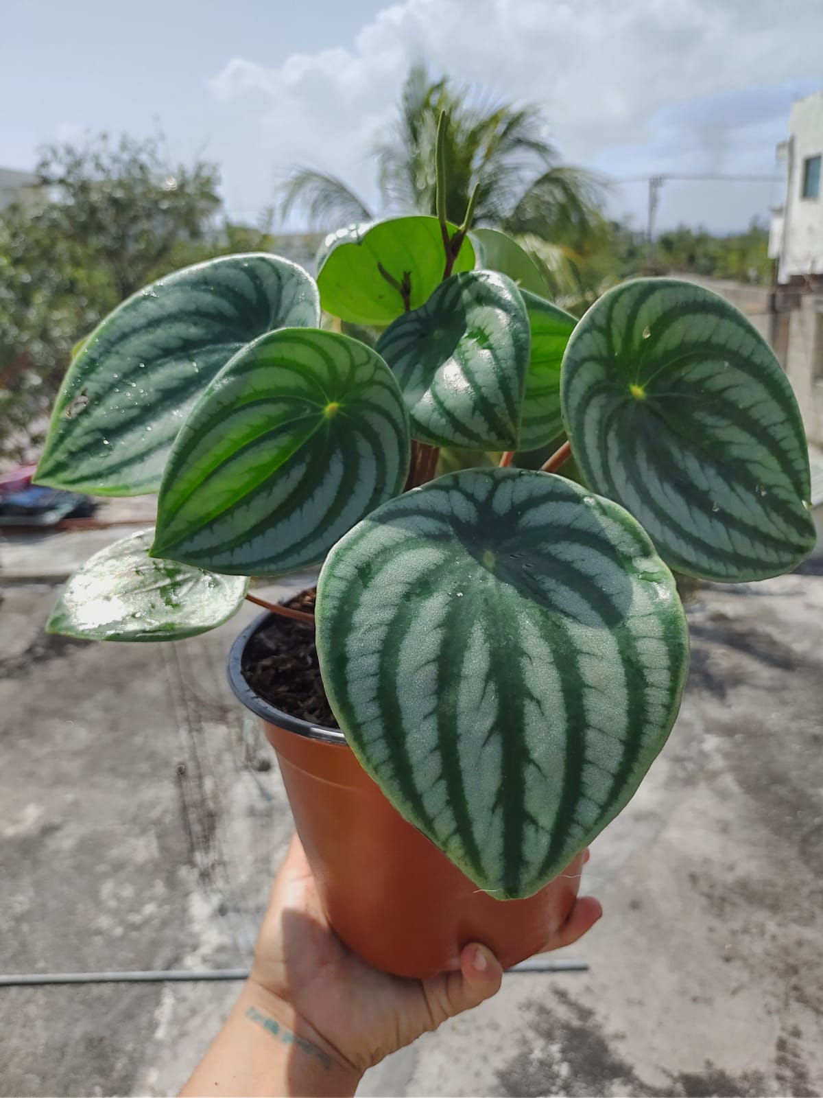 Peperomia Agryreia XL #6